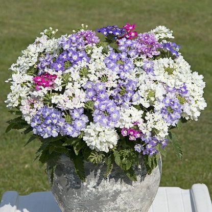 Picture of Verbena - Hybrida Scentsation Mixed